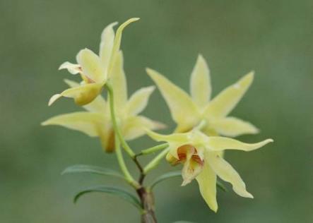 仙草石斛蘭美肌，植物醫(yī)生別樣成人禮