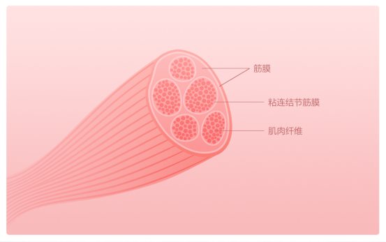 摩摩噠筋膜放松按摩器，深度按摩健身恢復(fù)首選