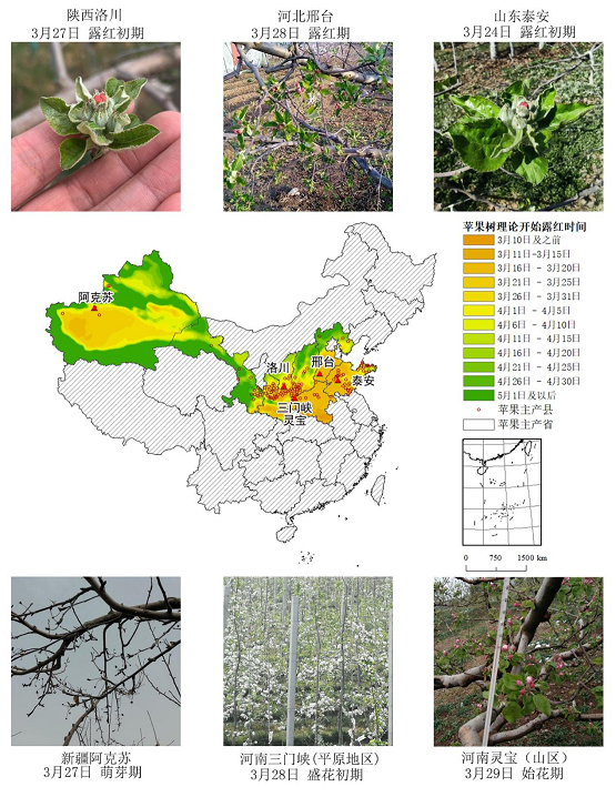 農(nóng)業(yè)農(nóng)村部信息中心與佳格天地聯(lián)合發(fā)布2020年全國(guó)主產(chǎn)區(qū)蘋果花期凍害預(yù)警分析