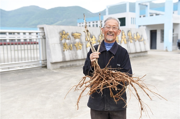 仲景宛西安徽南陵牡丹皮基地，聽一段守候1825天從種子到藥丸的故事