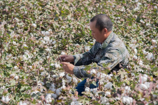 智能農(nóng)機(jī)助力新疆棉花生產(chǎn)，今年同比增長(zhǎng)4.1%