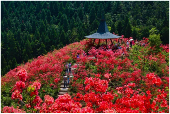 丹寨杜鵑花開(kāi)紅艷艷 ， 艷麗的色彩如海浪般翻騰！