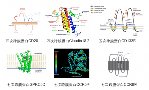 Claudin18.2: ACROBiosystems百普賽斯推出全長(zhǎng)多次跨膜靶點(diǎn)蛋白，具使命意義