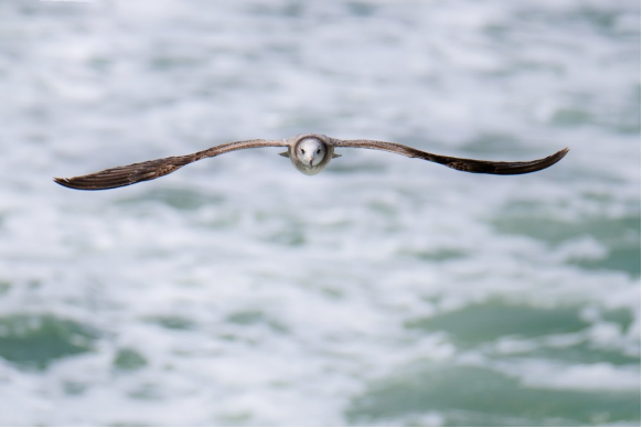 800mm焦距下的野鳥之美