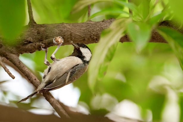 800mm焦距下的野鳥之美