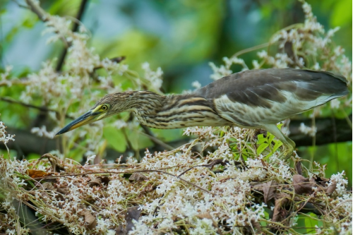 800mm焦距下的野鳥之美