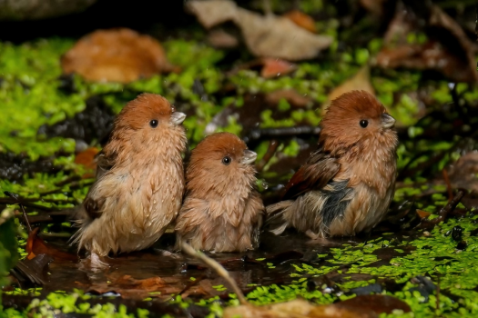 800mm焦距下的野鳥之美