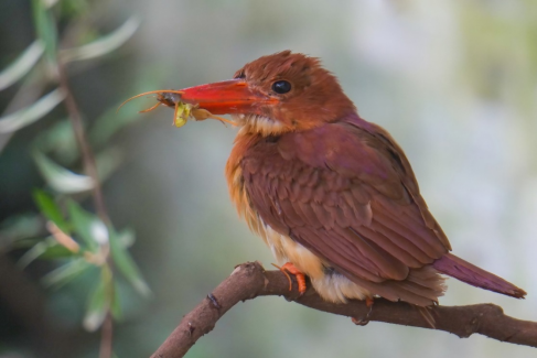 800mm焦距下的野鳥之美