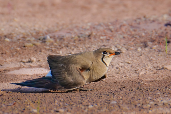 800mm焦距下的野鳥之美