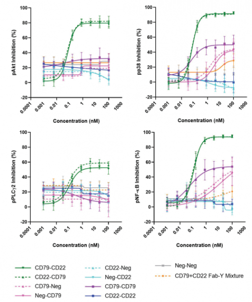 ACROBiosystems百普賽斯解讀CD79B，助力滿足臨床待滿足需求