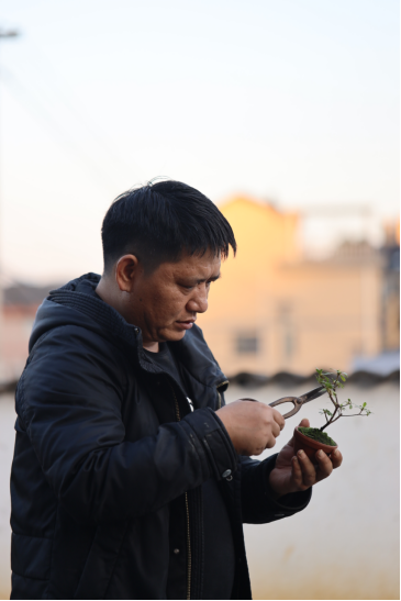 微拍堂里小微盆景，在自然意境中走向文化共富