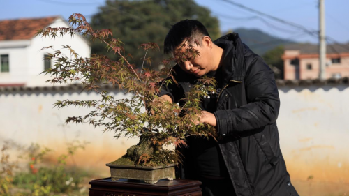 微拍堂里小微盆景，在自然意境中走向文化共富