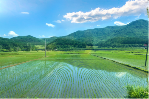 東北香米哪家好？十月稻田從品質(zhì)入手，提供東北生態(tài)好米