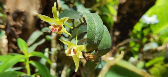 深耕高山植物之美，植物醫(yī)生石斛蘭眼霜多維養(yǎng)護(hù)眼周肌膚