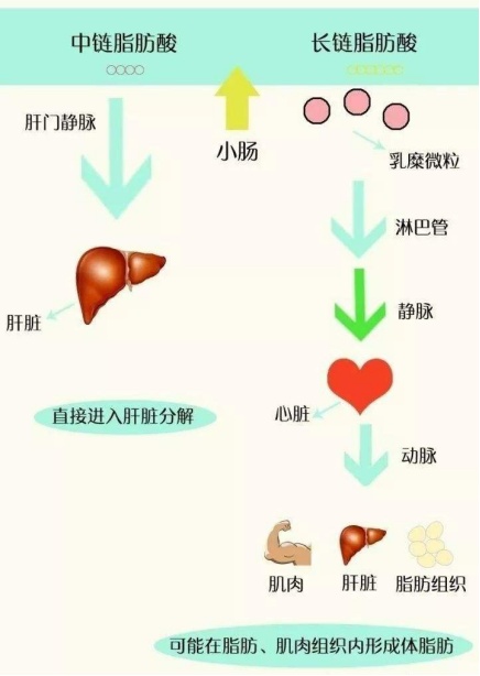 超模閃爆各品牌春季時(shí)裝周，玉鶴鳴助力輕盈狀態(tài)