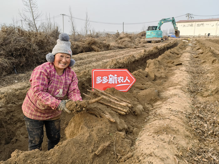 12月初，正值麻山藥采收季，新鮮的麻山藥將通過新電商平臺(tái)走進(jìn)千家萬戶.jpg