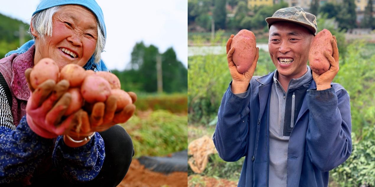 5月底，尋甸回族彝族自治縣倘甸鎮(zhèn)的薯農(nóng)們正忙著收獲洋芋.jpg