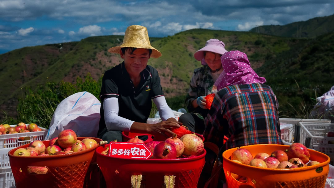 豐收節(jié)期間，拼多多通過(guò)助力會(huì)理石榴加快上行，促進(jìn)村民增收致富.jpg