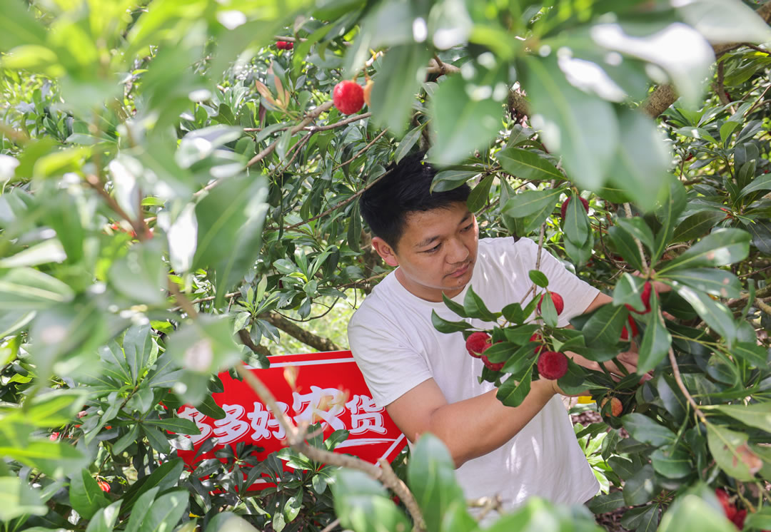 90后新農(nóng)人郭帥從17歲開(kāi)始接管家中的果園，到現(xiàn)在已經(jīng)有16年種植經(jīng)驗(yàn)。（攝影 那木黑）.jpg