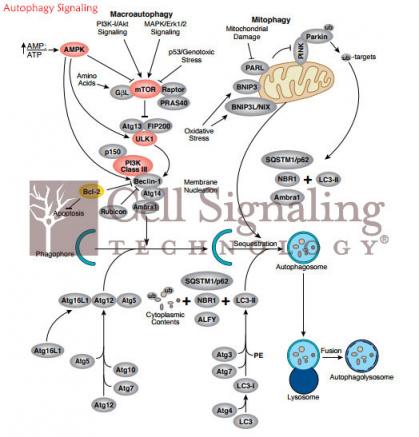 未來已來？賽信通CST中國正逐步邁向未來“星辰大海”！