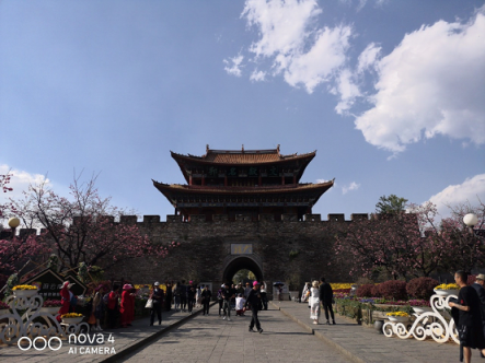 櫻花，油菜花，雪山，古城，憑海臨風(fēng)一個(gè)不漏，陽(yáng)春三月浪在大理