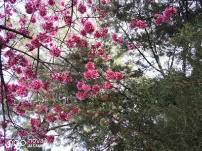 櫻花，油菜花，雪山，古城，憑海臨風(fēng)一個(gè)不漏，陽(yáng)春三月浪在大理