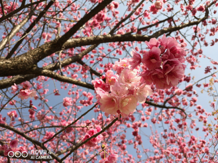 櫻花，油菜花，雪山，古城，憑海臨風(fēng)一個(gè)不漏，陽(yáng)春三月浪在大理