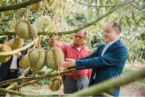 蘇寧“卞包包”再出手！這次是泰國2000萬顆榴蓮