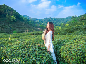 不舍杭州4月天，同我一起躲進春天的茶園