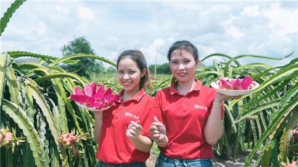 蘇寧快消再下一城，“包圓”越南3萬畝火龍果基地