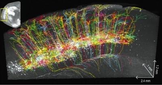 真實版“最強大腦”研究，浪潮存儲承載起腦科研PB級新數據