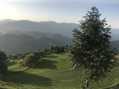 古有中俄茶道，現(xiàn)有電商扶貧助力五峰茶葉走出大山