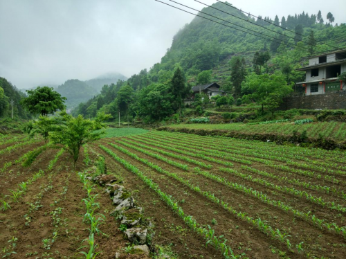 助力貧困縣變身，蘇寧拼購智慧零售賦能優(yōu)勢獲央黨媒點贊