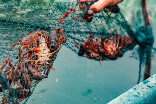 眾多央黨媒點贊蘇寧拼購：助力實現(xiàn)消費自由背后的“神秘力量”