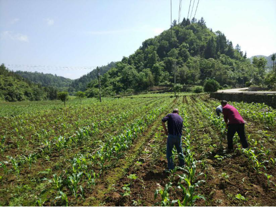 供應鏈“造血”助湖北宣恩快速脫貧，蘇寧拼購助力全面建成小康社會