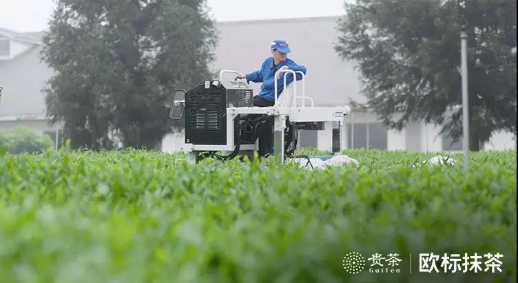 你喝的是抹茶還是茶粉?五個方面看清真假