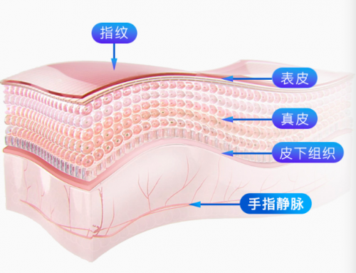 指紋解鎖出現(xiàn)安全隱患，何不試試指靜脈智能鎖？