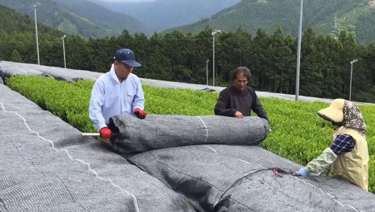 抹茶研究院帶你了解，如何判斷抹茶品質(zhì)下降？