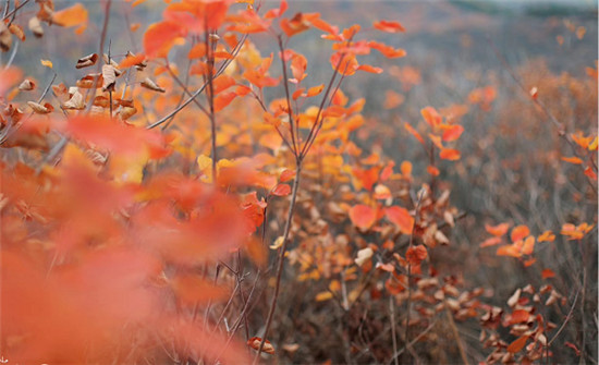 精明“錯峰游”看這里!賞最美紅葉，住風(fēng)情民宿，每一處都是仙境!