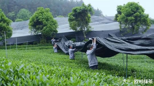 2019貴茶歐標(biāo)抹茶宣傳片：匠心之作一切圍繞“原”做文章