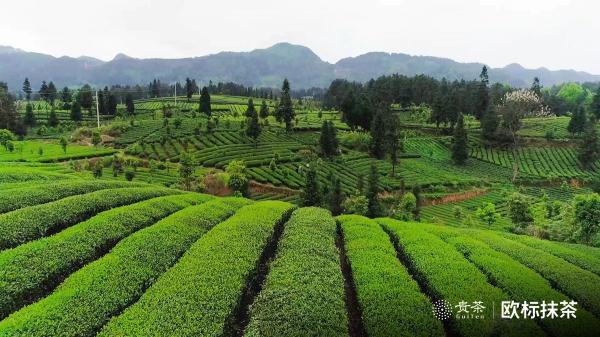 貴茶歐標(biāo)抹茶，天時(shí)地利人和的選擇