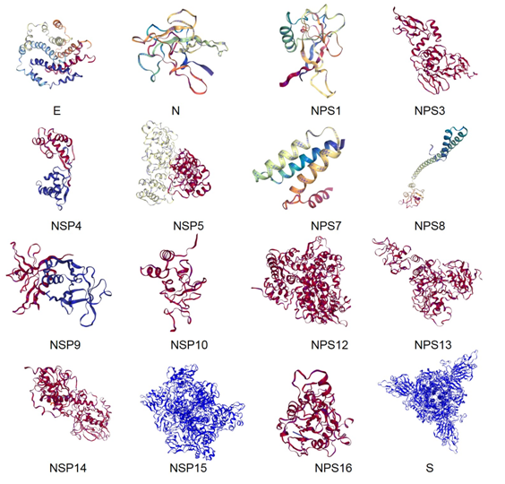 聯(lián)合科研團(tuán)隊(duì)：2019新型冠狀病毒所有關(guān)鍵蛋白質(zhì)同源模建結(jié)果和方法公布