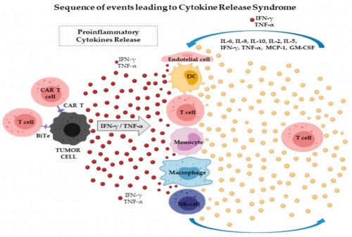 ACROBiosystems百普賽斯抗體矩陣再添新IFN-γ，助力加速生物藥研發(fā)上市進(jìn)程